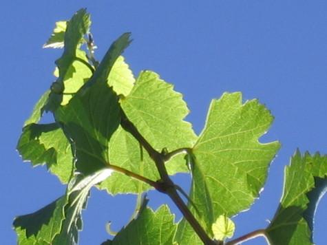 Blue_sky_roussanne