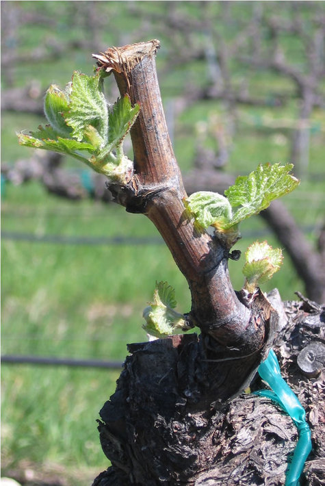 Budbreak_grenache