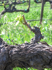Budbreak_grenache_2
