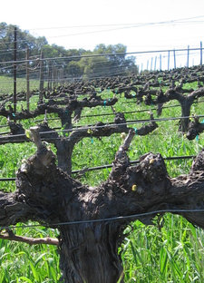 Budbreak_old_grenache