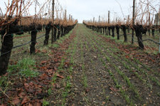 Cover_crop_in_grenache