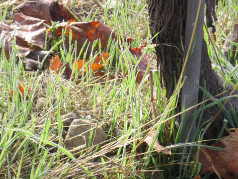 Cover_crop_sprouting