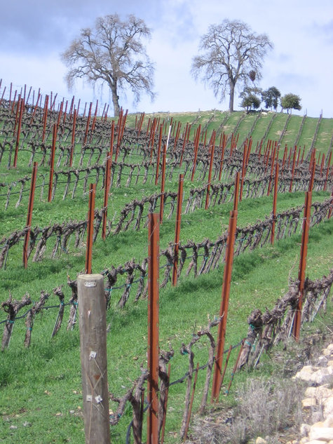 Dormant_vineyard_pruned_small_1
