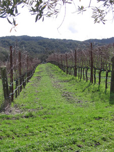 Dormant_vineyard_unpruned_small