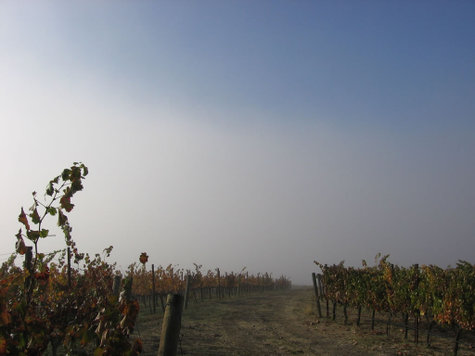 East_between_vermentino_grenache_bl