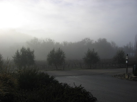 Foggy_morning_3