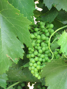 Fruit_set_grenache