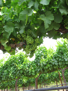 Fruit_set_grenache_blanc