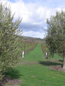 Green_vineyard_2