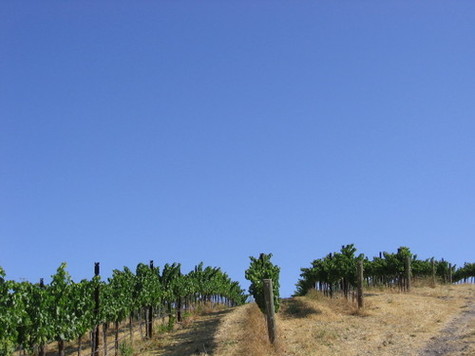 Grenache_and_sky