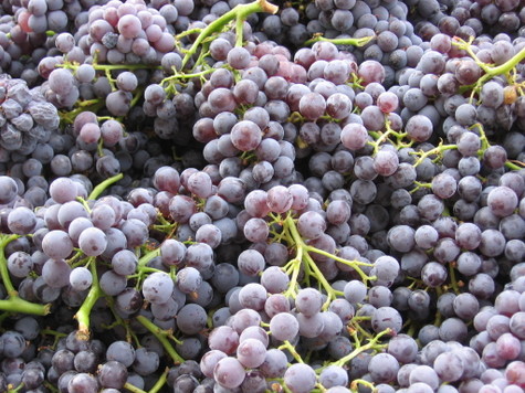 Grenache_harvest_2008_0001