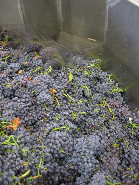 Grenache_harvest_2008_0002