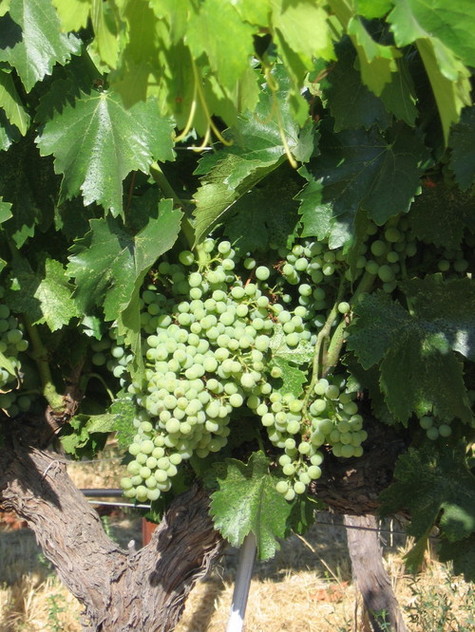 Grenache_noir_cluster