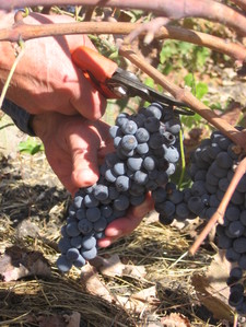 Handharvest