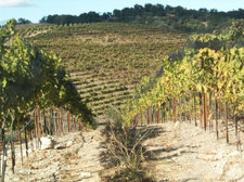 Hot_dry_vineyard