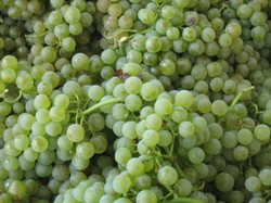 Chardonnay grapes sit in a picking bin awaiting pressing