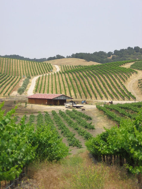 June_vineyard_view
