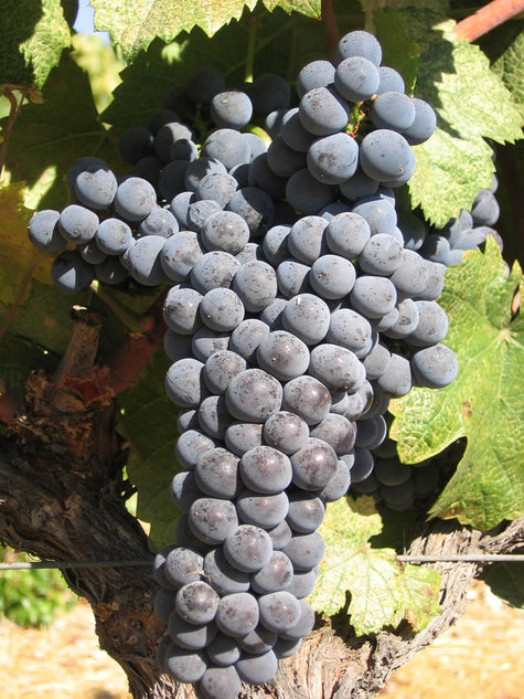 Mourvedre_cluster