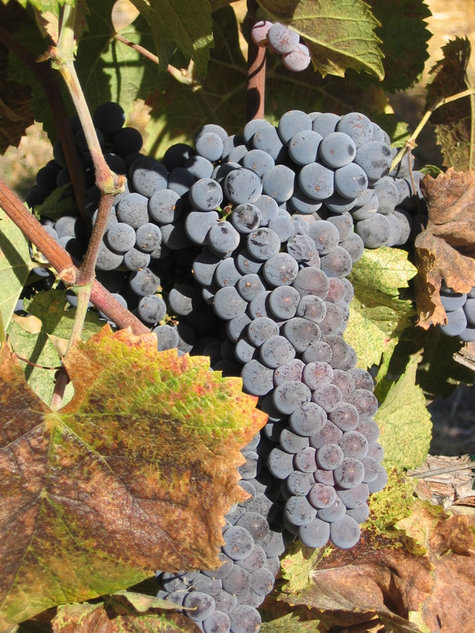 Mourvedre_cluster_2