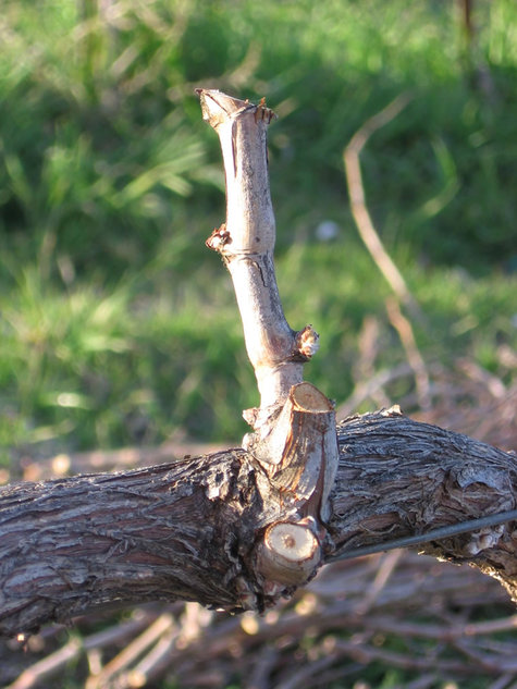 Mourvedre_spur