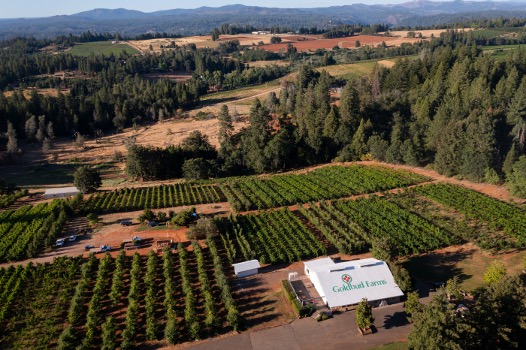 Fenaughty - Drone Shot