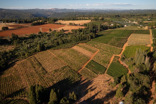 Fenaughty - Vineyard Blocks