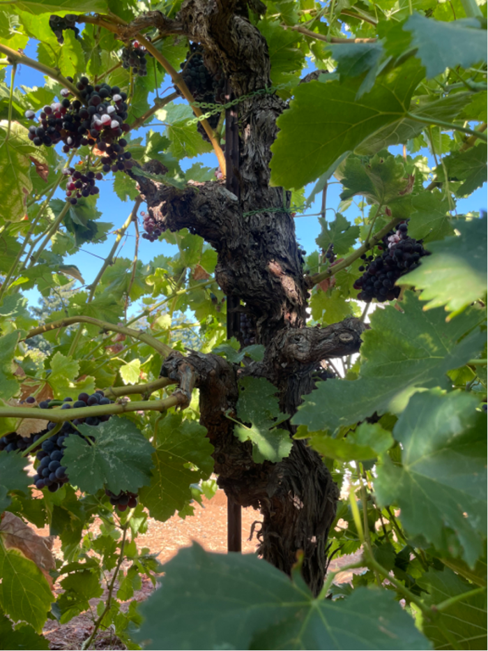 Fenaughty - Vertical Cordon