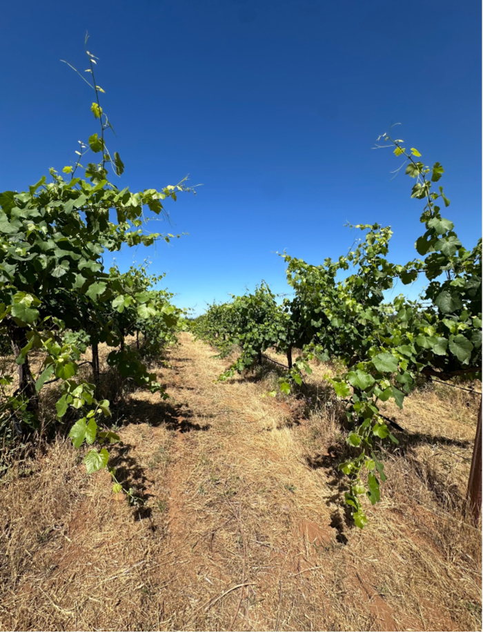 Fenaughty - Vineyard Rows