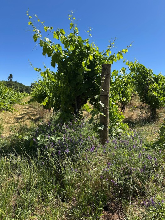 Fenaughty - Cover crops