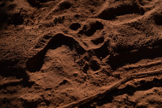 Fenaughty - Bear Claw Print