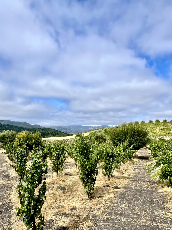 Fog Lifting August 2025