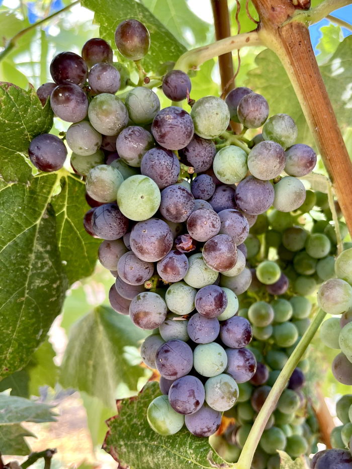 Veraison 2025 - Mourvedre