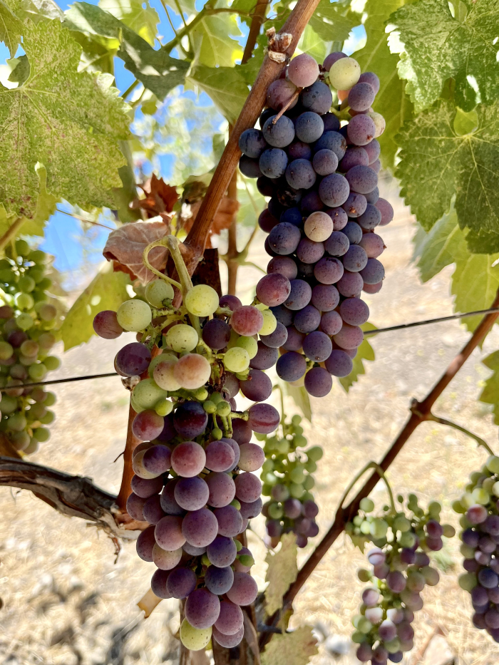 Veraison 2025 - Syrah