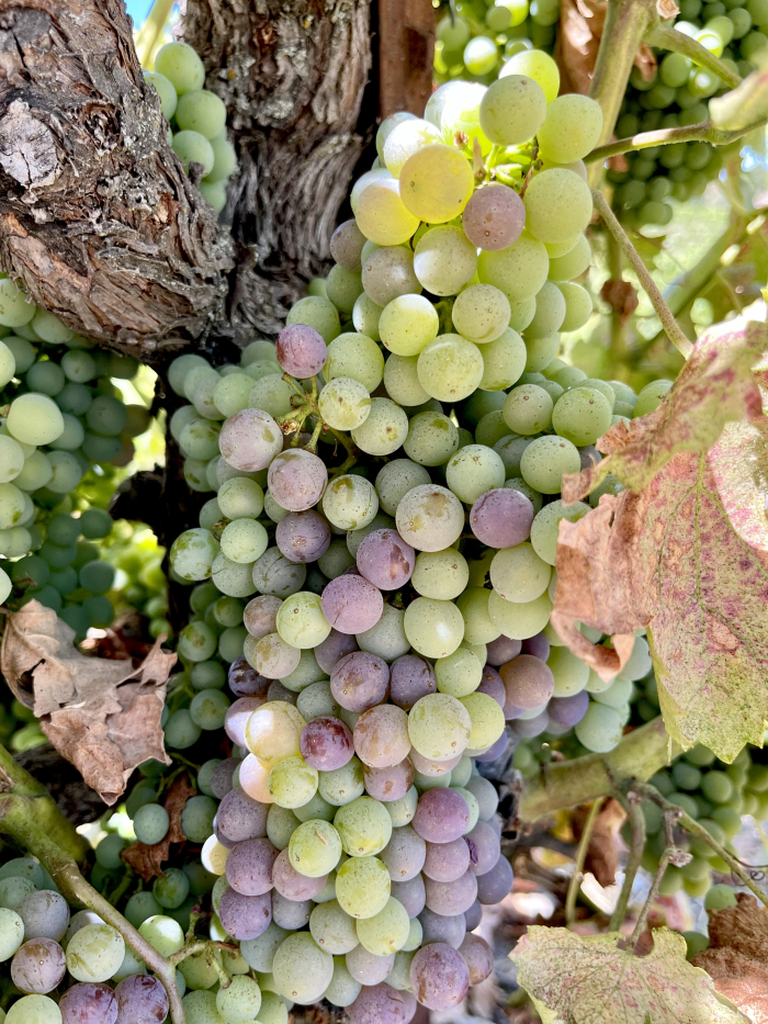 Veraison 2025 - Grenache