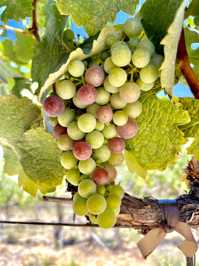 Veraison 2025 - Counoise