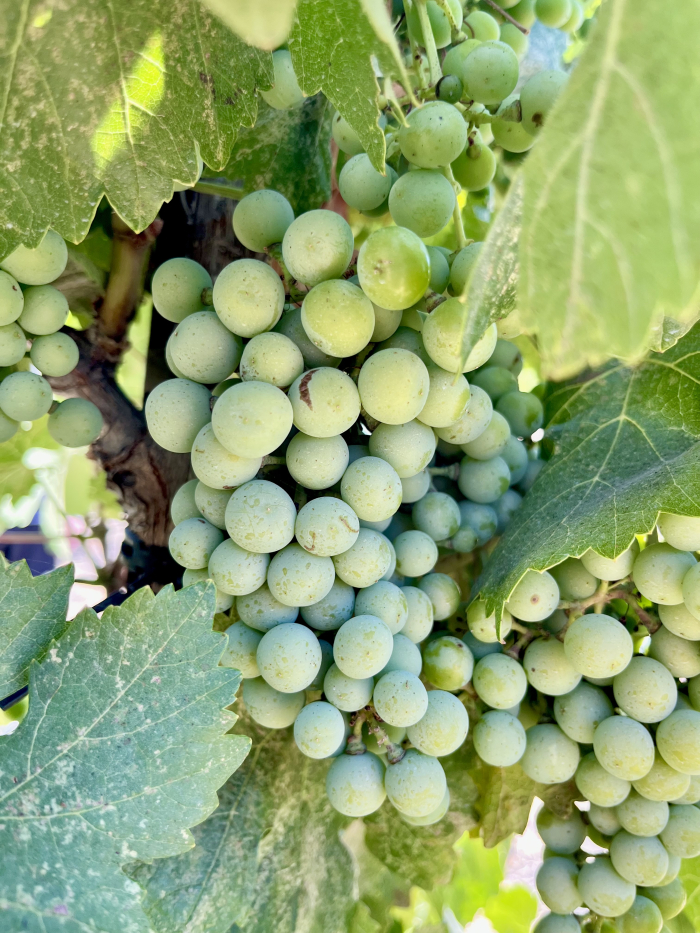 Veraison 2025 - Cinsaut
