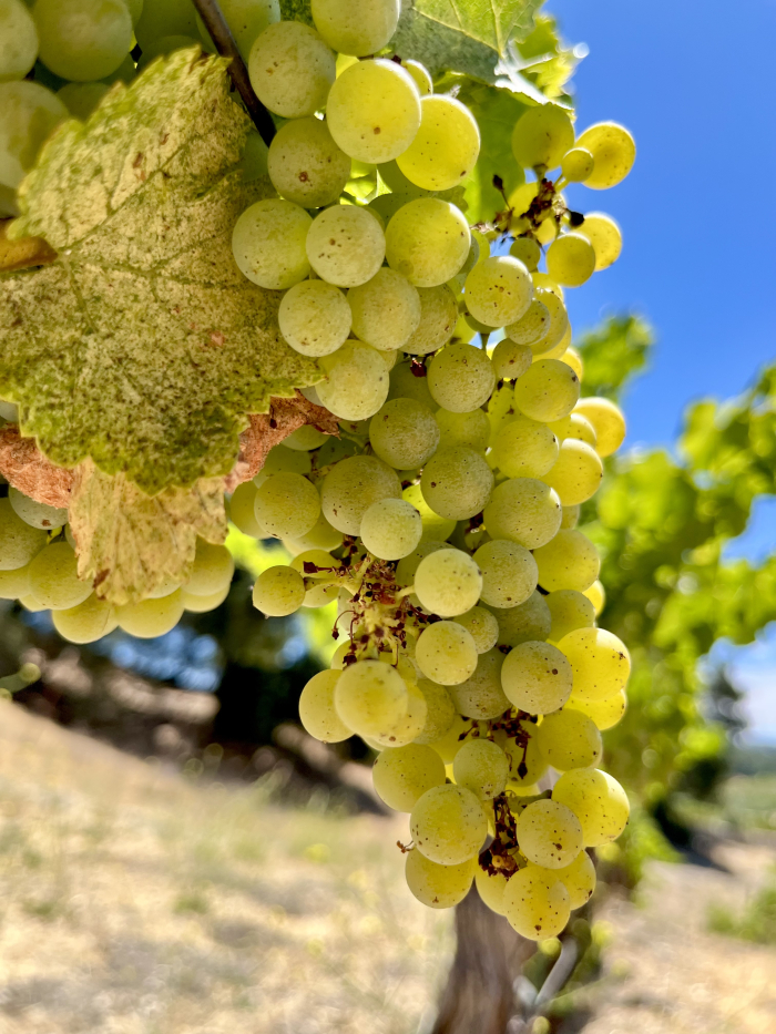Veraison 2025 - Grenache Blanc