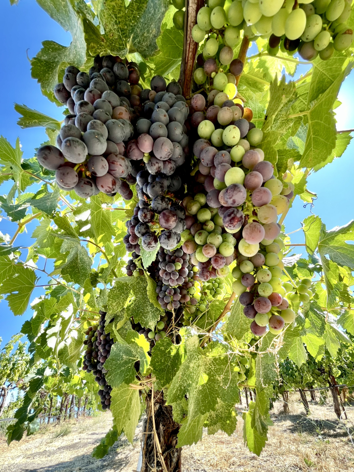 Veraison 2025 - Syrah row