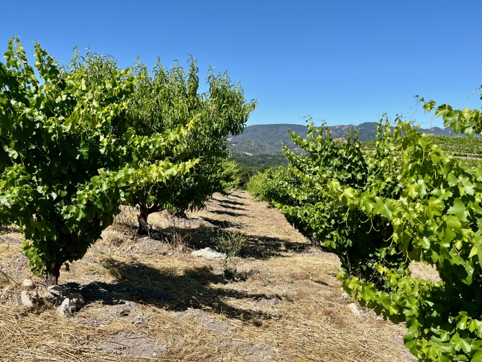 2025 Solstice Blog - CH HT