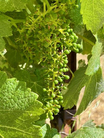 2025 Solstice Blog - Grenache