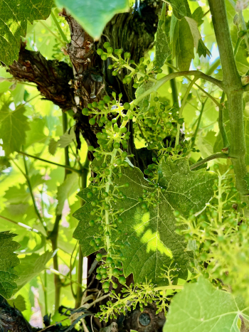 2025 Solstice Blog - CH Mourvedre cluster
