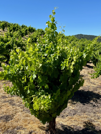 Solstice 2025 - Head Trained Grenache Vine - 1