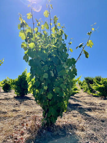 2025 Solstice Blog - CH Mourvedre