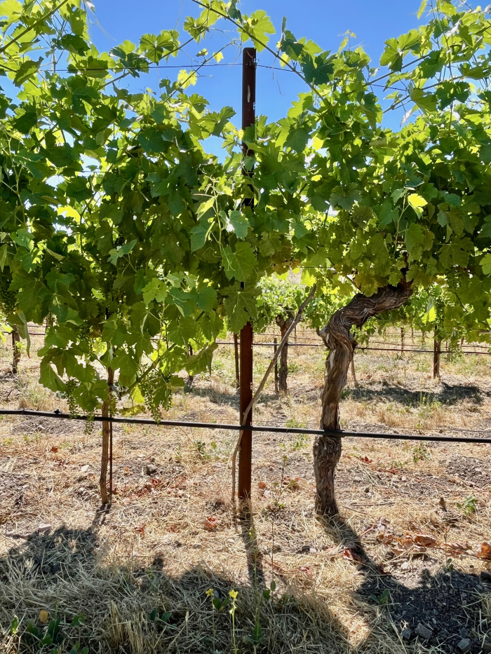 2025 Solstice Blog - Layered Syrah