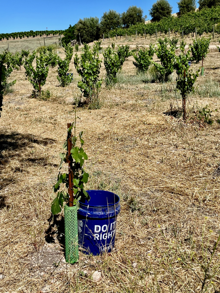 2025 Solstice Blog - Bucket for new Vines