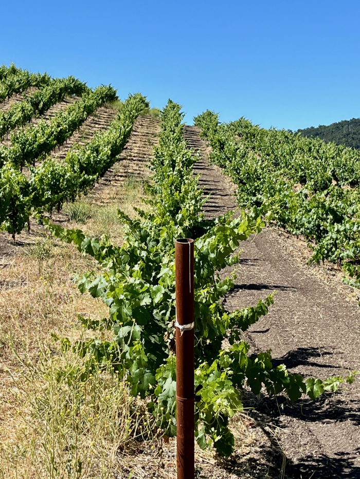 2025 Solstice Blog - Border between mowed and spaded