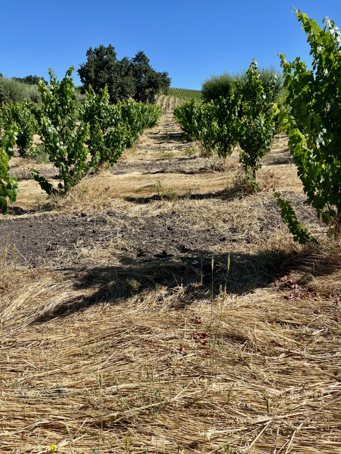 2025 Solstice Blog - Alternating Crimped Rows