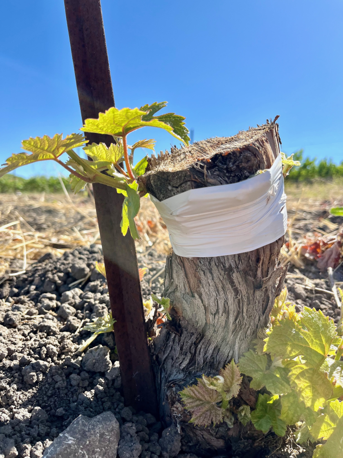 2025 Solstice Blog - New Graft