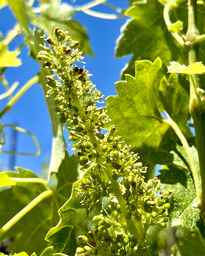 Flowering 2025 Viognier