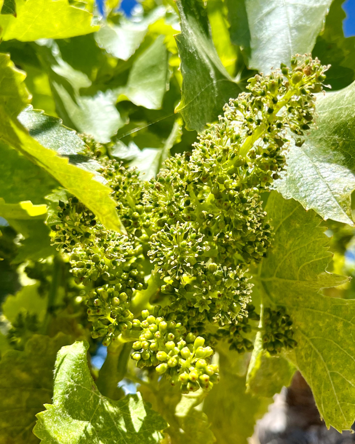 Flowering 2025 Grenache Noir